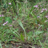 Common Centaury